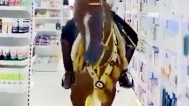 حصان بالصيديلية في السعودية