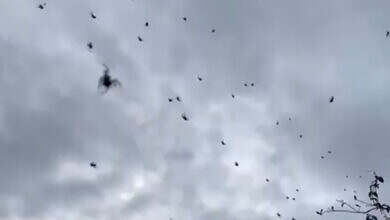 تساقط العناكب -البرازيل