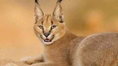 الوشق المصري