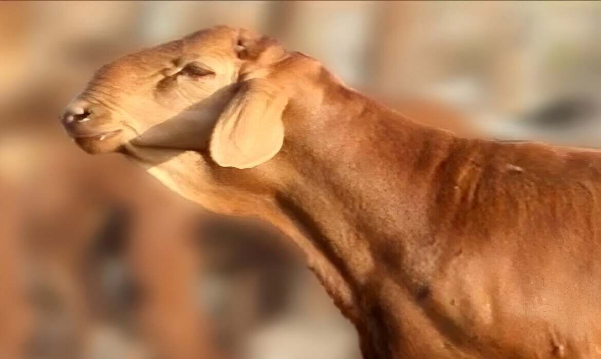 اضاحي -طليان -السعودية