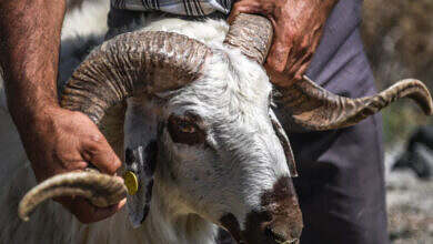 أضاحي العيد-