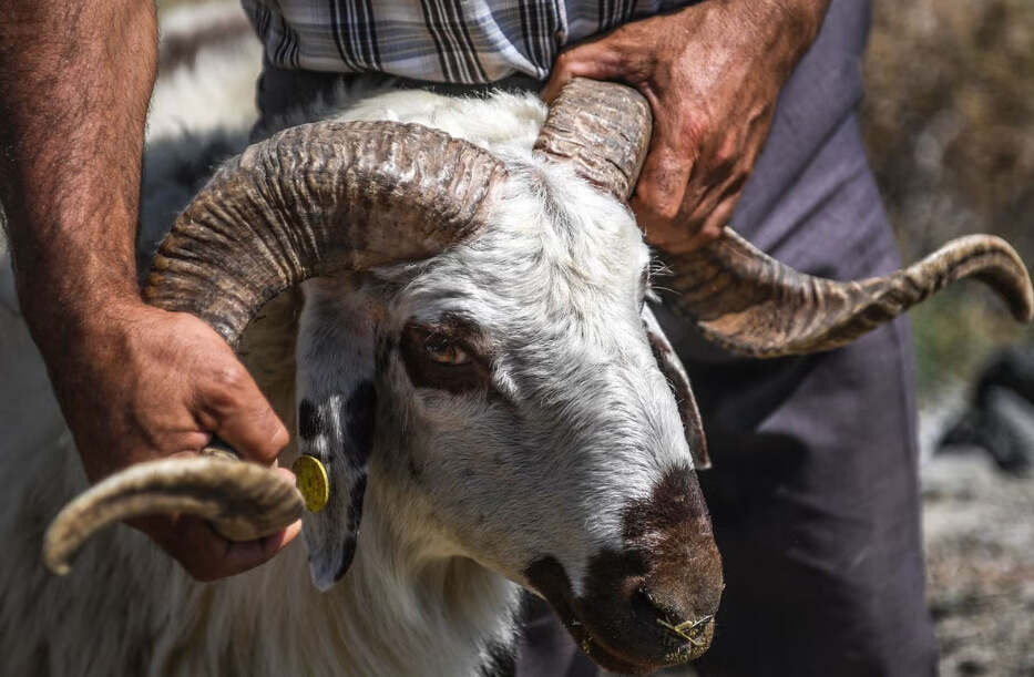 أضاحي العيد-