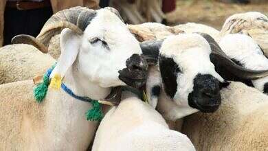 اغنام-اضاحي العيد