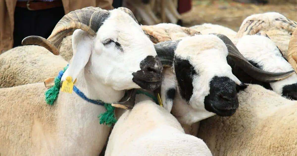 اغنام-اضاحي العيد