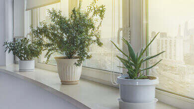 جودة الهواء