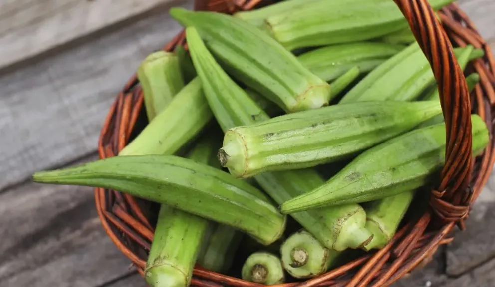 البامية ومرضى السكري