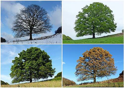 تواريخ الفصول 2026