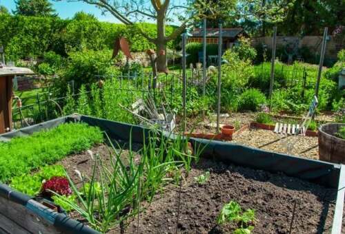 الزراعة-المنزلية-.-الحدائق-المنزلية-4